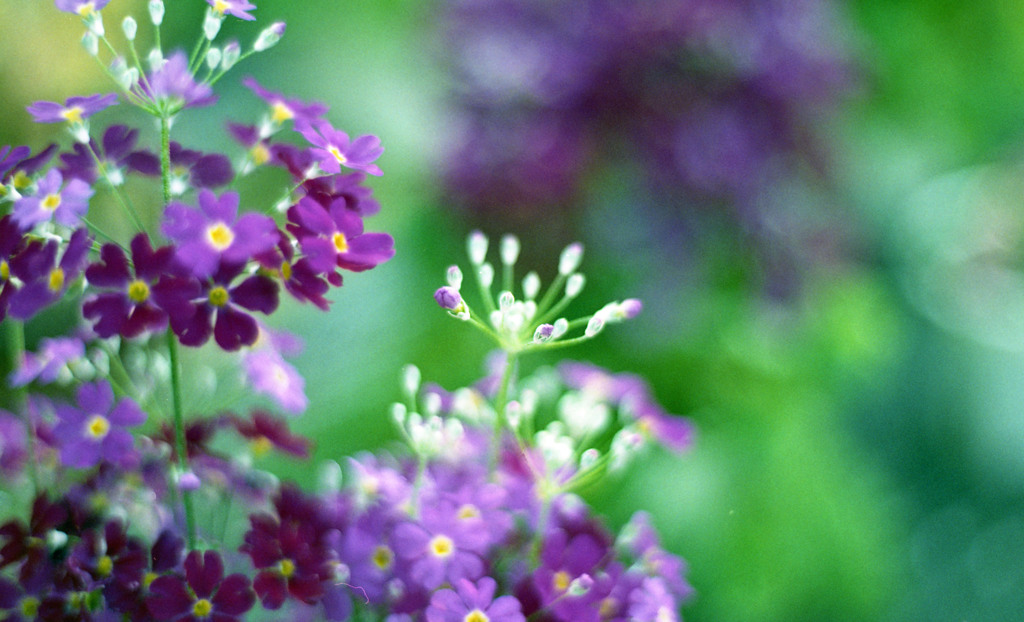 福井県総合グリーンセンター（H24.1.22）09