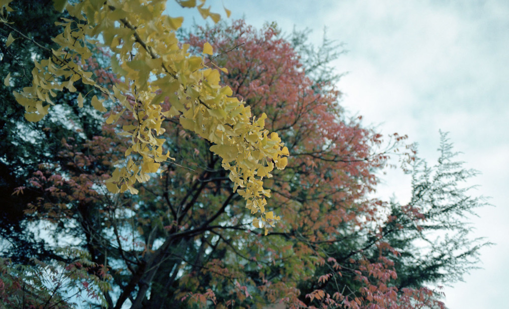 福井市中央公園　11月　09