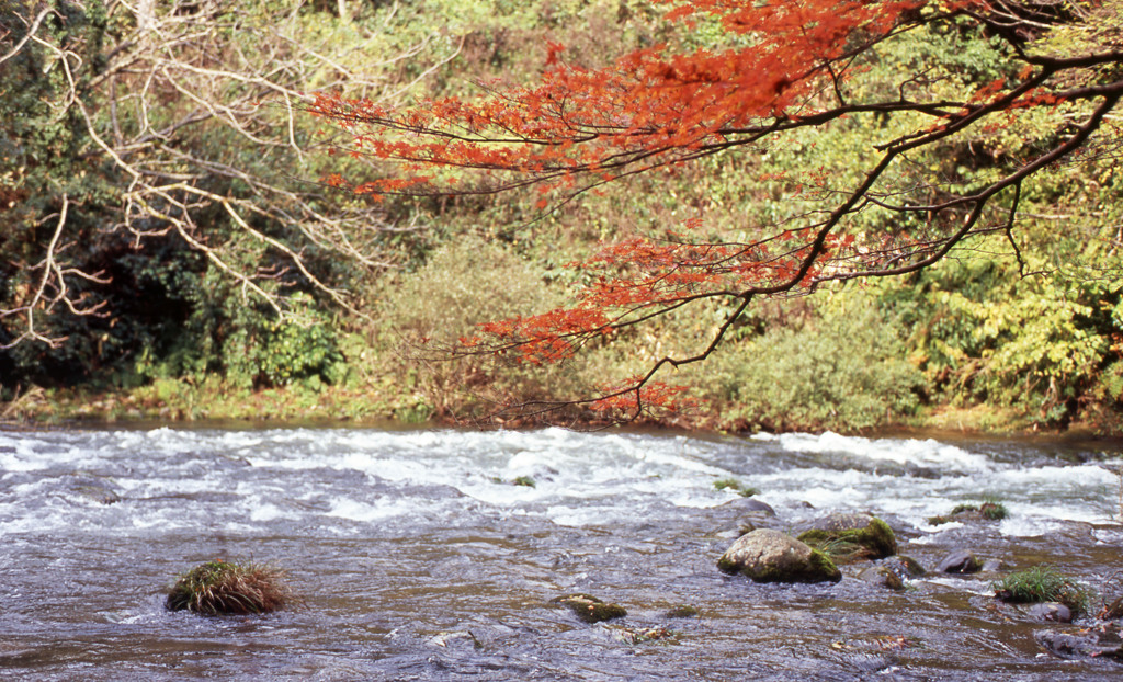 鶴仙渓　11月23日　14