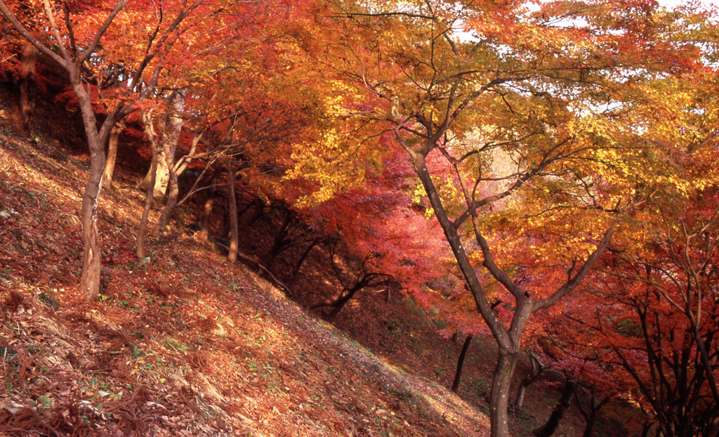 鯖江市西山公園　11月27日　01