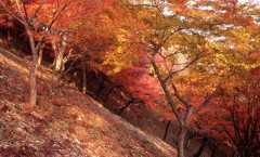 鯖江市西山公園　11月27日　01