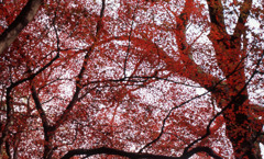 鶴仙渓　11月23日　04