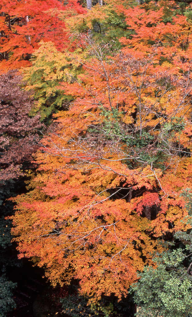 鶴仙渓　11月23日　24