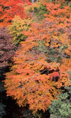 鶴仙渓　11月23日　24