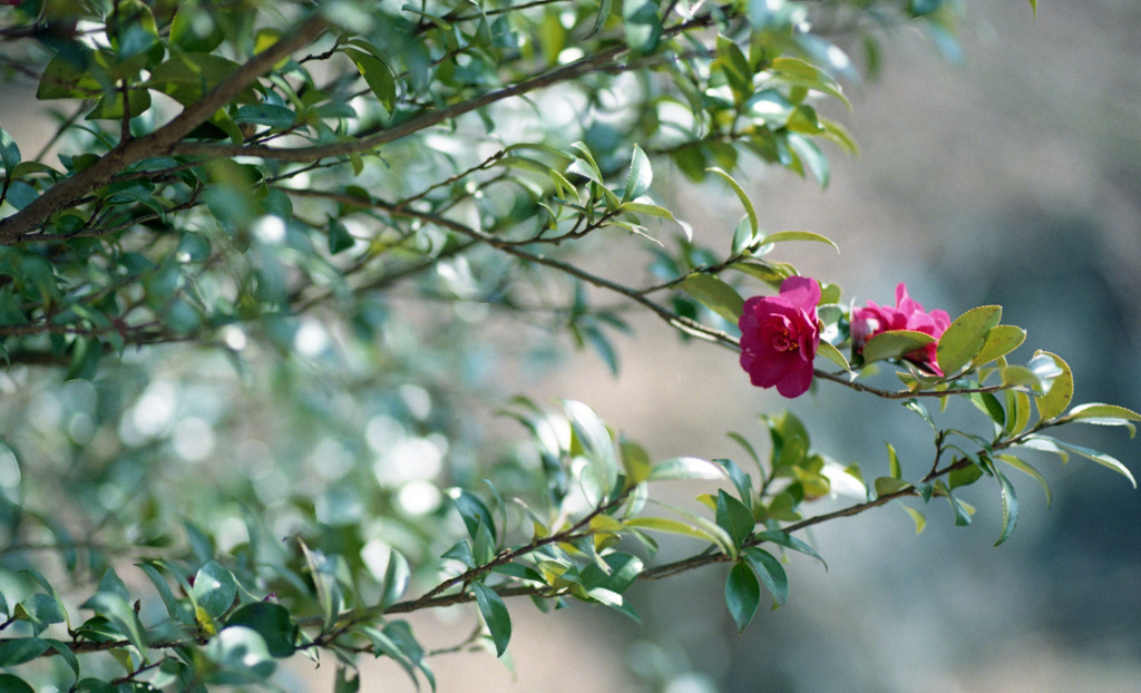 トリムパークかなづ　H24.3上旬03