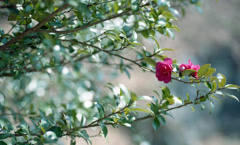 トリムパークかなづ　H24.3上旬03