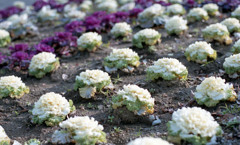 福井県総合グリーンセンター（H24.1.22）04