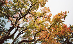 福井市中央公園　11月　02