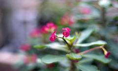 福井県総合グリーンセンター（H24.1.22）03