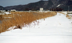 竹田川　H24.2下旬01