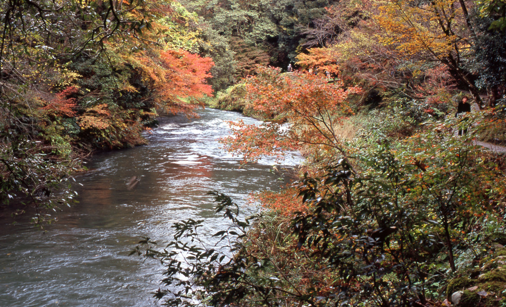 鶴仙渓　11月23日　18