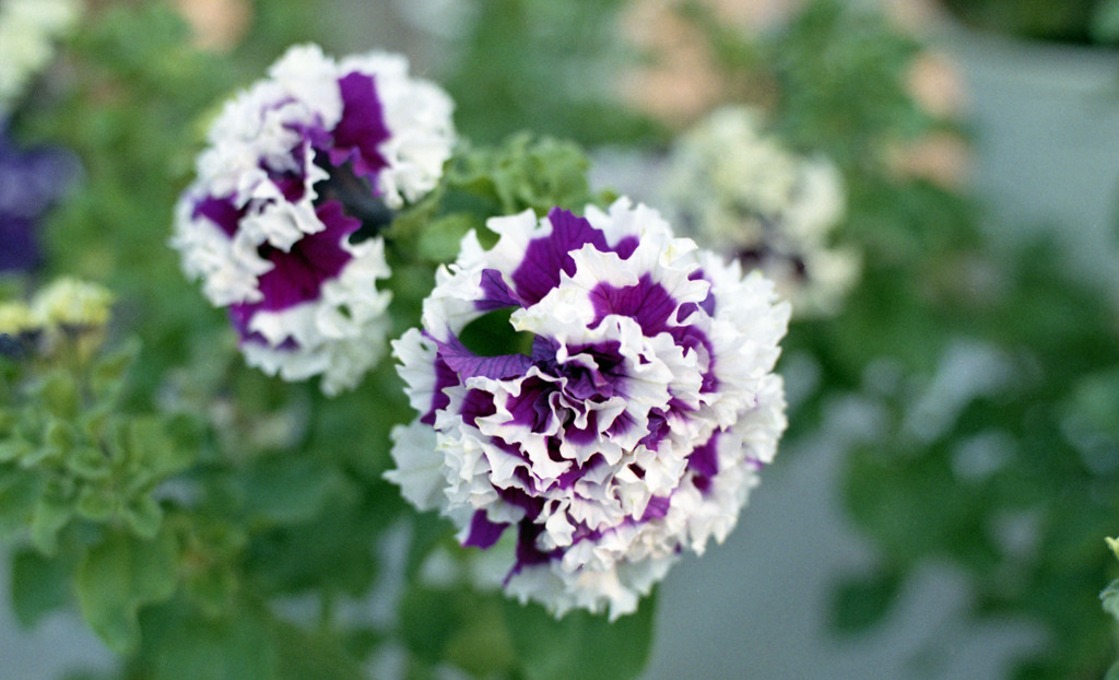 福井県総合グリーンセンター（H24.1.22）07