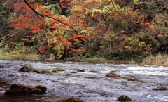 鶴仙渓　11月23日　16