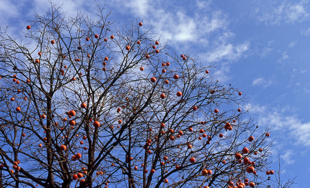 鶴仙渓　11月23日　01