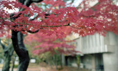 福井市中央公園　11月　10