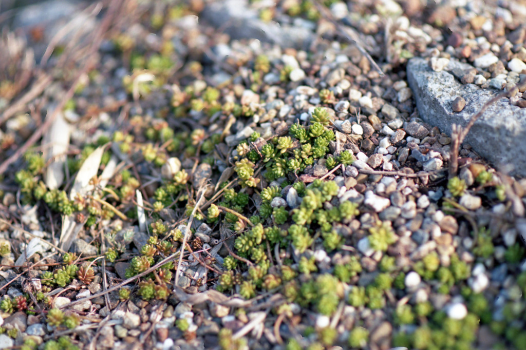 三国町安島　H24.3.3.06