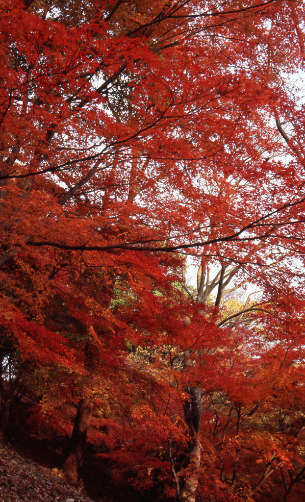 鯖江市西山公園　11月27日　02