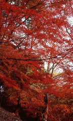 鯖江市西山公園　11月27日　02
