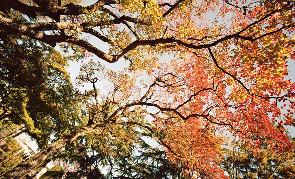 福井市中央公園　11月　06