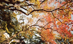 福井市中央公園　11月　06