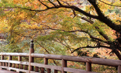 鶴仙渓　11月23日　07