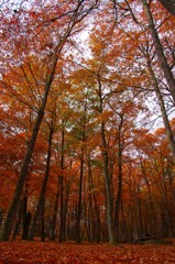 塔のへつり駅付近の紅葉