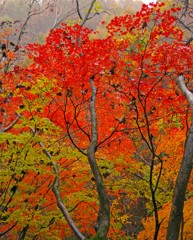 中津川渓谷の紅葉