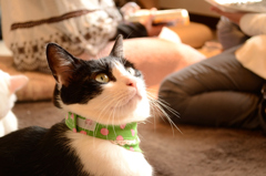 猫カフェ