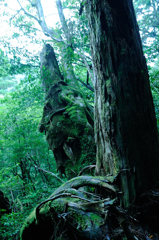 屋久島