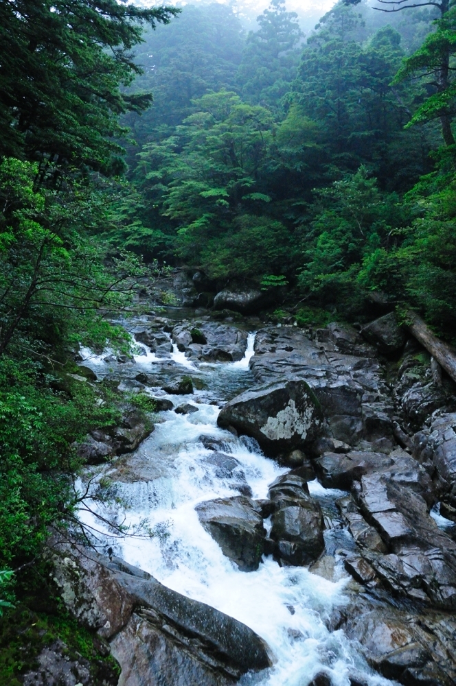 屋久杉ランド