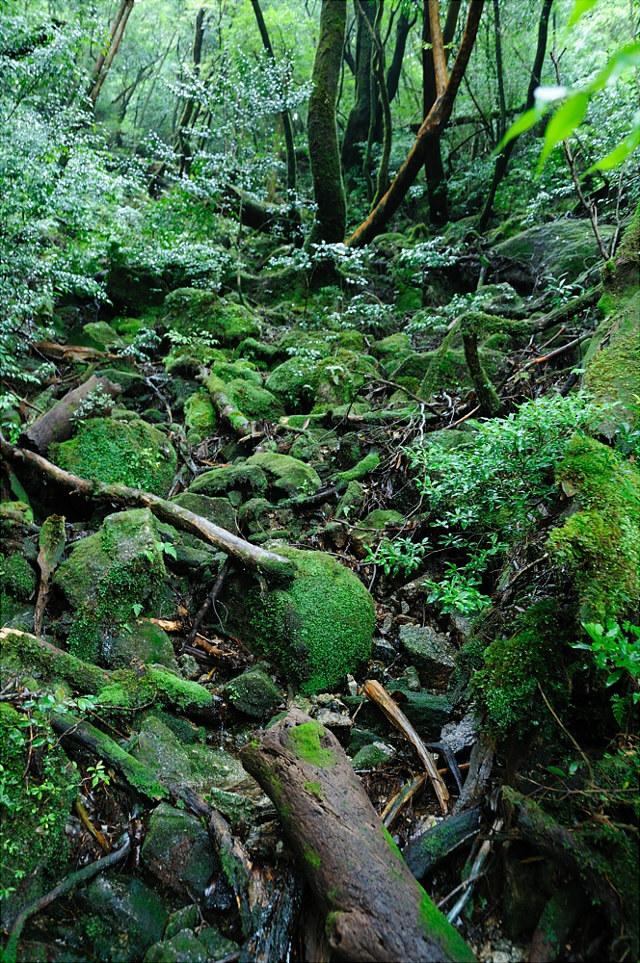 屋久杉ランド