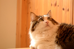 猫カフェ
