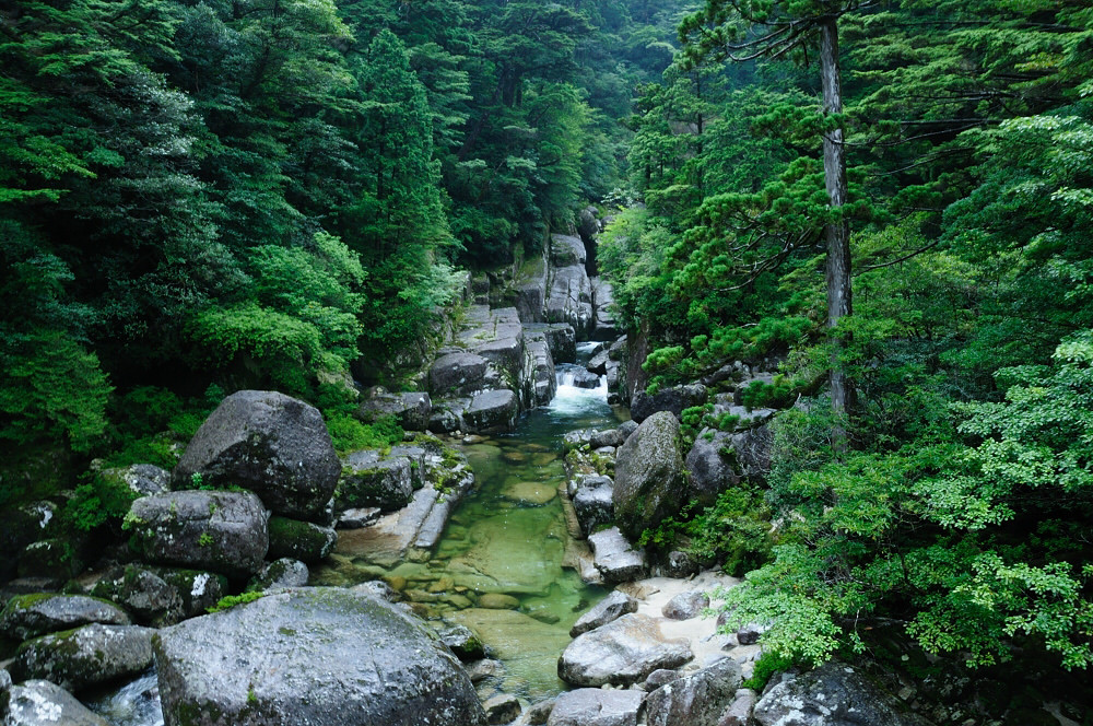 屋久杉ランド