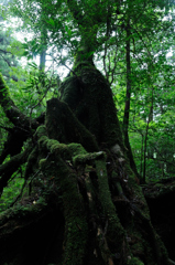屋久島