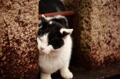 神の猫？