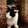 神の猫？