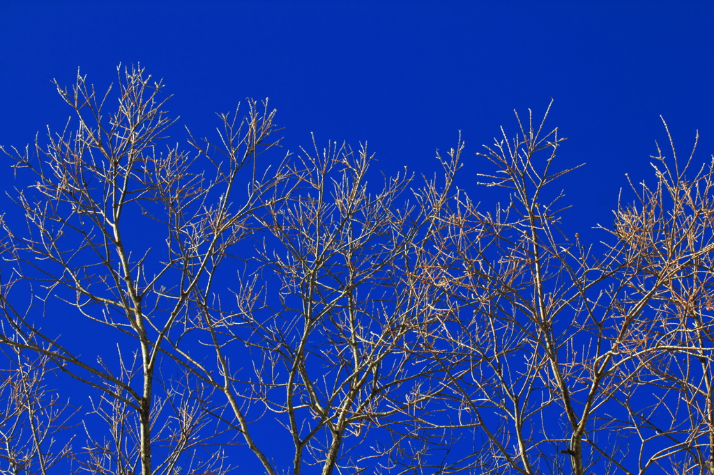 Blue sky