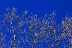 Blue sky