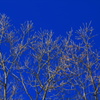 Blue sky
