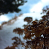 DRY紫陽花