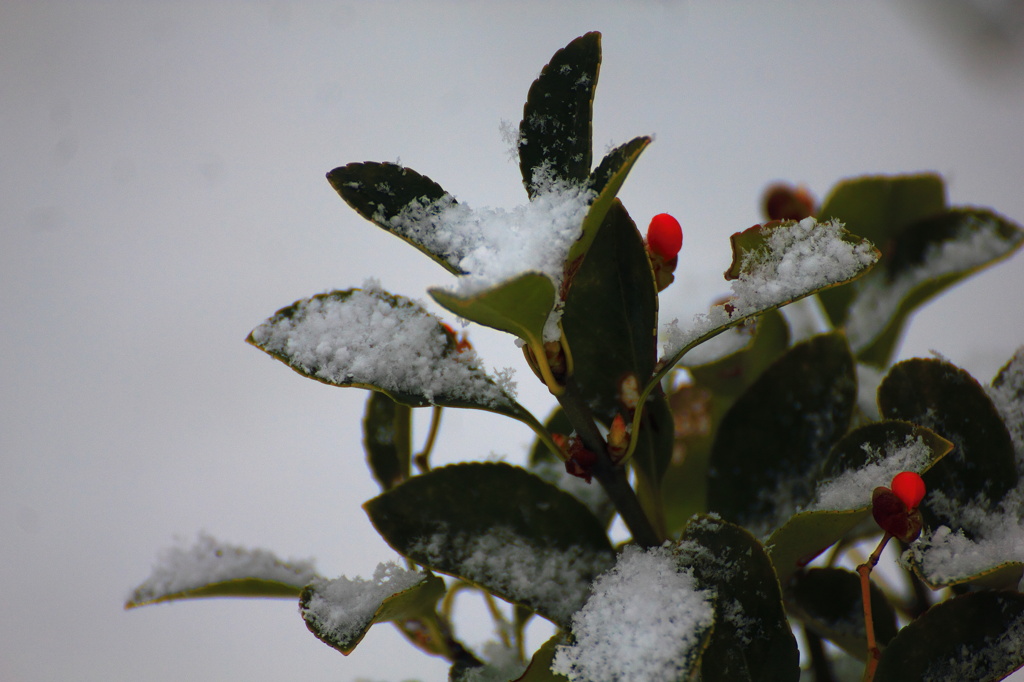 粉雪