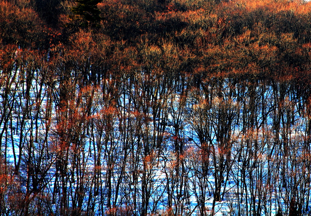 Sunlight　Colors