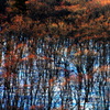 Sunlight　Colors