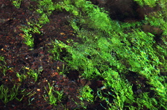 冬らしからぬ流れ