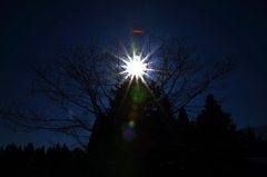 Diamond　Tree