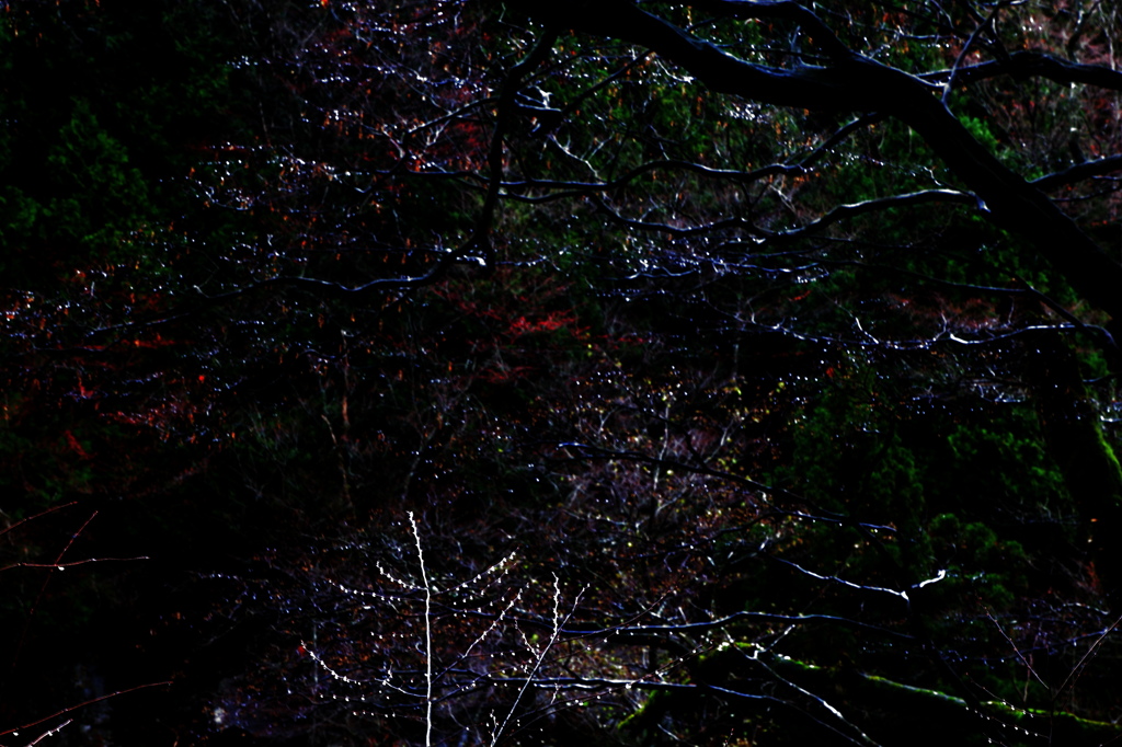 Nature　Illumination