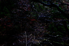 Nature　Illumination