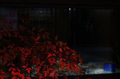 Show window