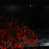 Show window