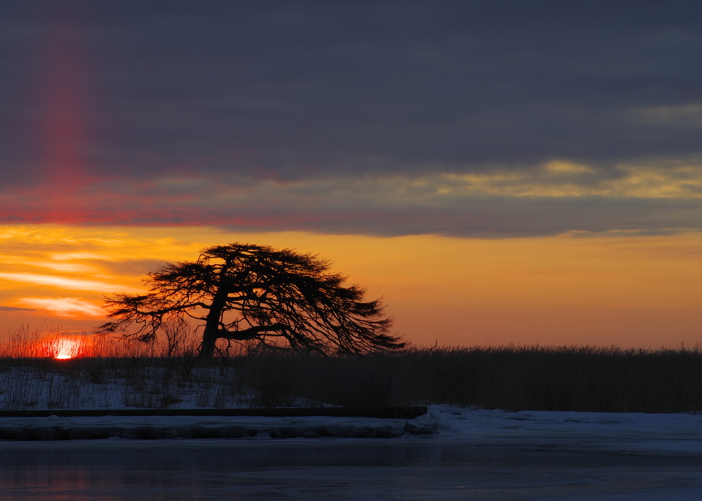 太陽柱と一本松